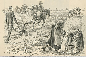 Сельское хозяйство Франции XVI века