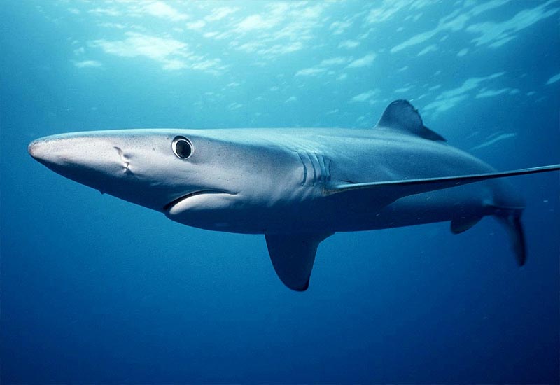 Синие акулы у берегов Франции
