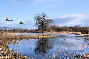 Дикие гуси над озером Соер (Эльзас)