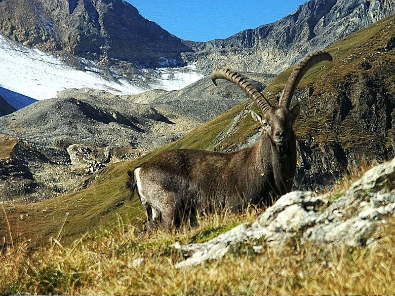Альпийский горный козел (Capra ibex)