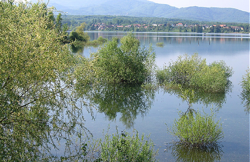 Озеро Мишельбах (Верхний Рейн, Эльзас) в период разлива